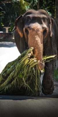 pexels-kavindra-yasas-175608-3073033-min